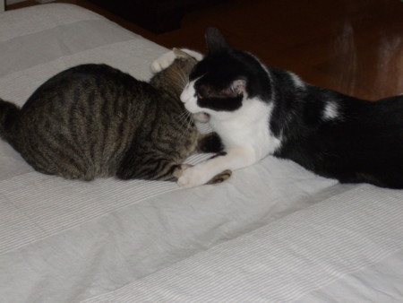 f:id:gonbey:20100826091257j:image