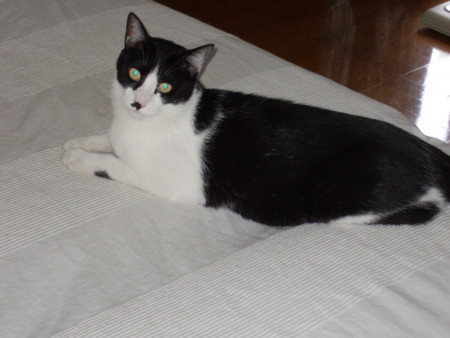 f:id:gonbey:20100826091359j:image