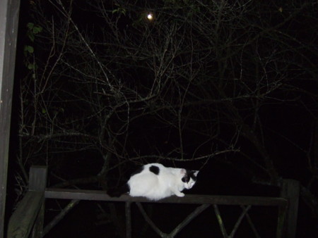 f:id:gonbey:20100828204804j:image