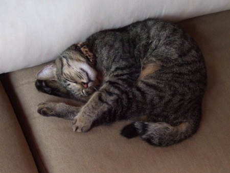 f:id:gonbey:20100919142818j:image