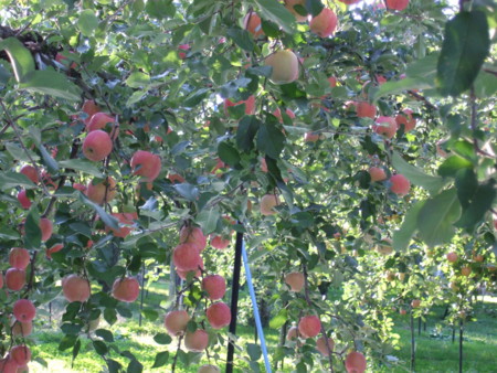 f:id:gonbey:20101001155317j:image f:id:gonbey:20101001155317j:image