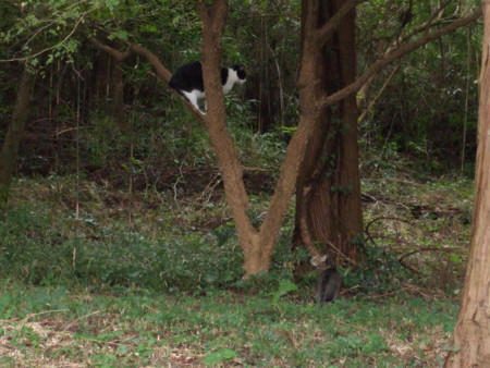 f:id:gonbey:20101017081035j:image