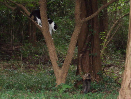 f:id:gonbey:20101017081141j:image