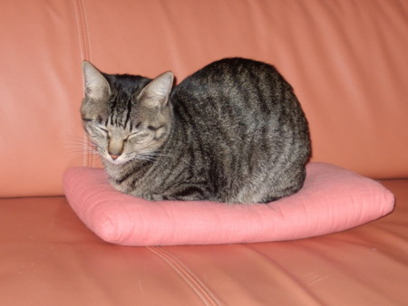 f:id:gonbey:20101107172941j:image