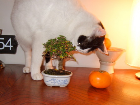 f:id:gonbey:20101114174701j:image