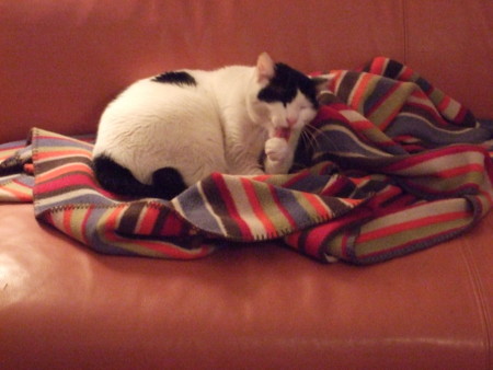 f:id:gonbey:20101219165138j:image