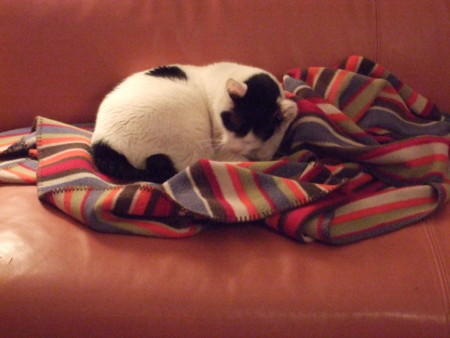f:id:gonbey:20101219165141j:image