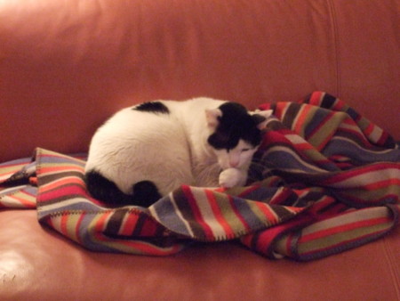 f:id:gonbey:20101219165146j:image
