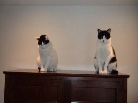 f:id:gonbey:20110214080117j:image