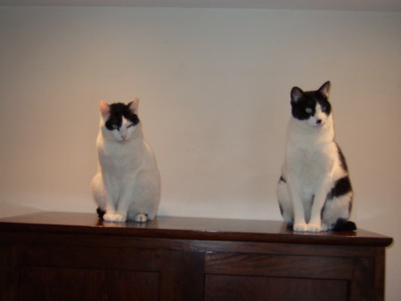 f:id:gonbey:20110214080133j:image