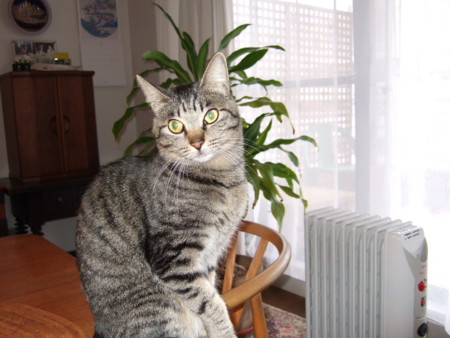 f:id:gonbey:20110215073516j:image