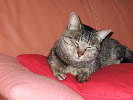 f:id:gonbey:20110220222017j:image