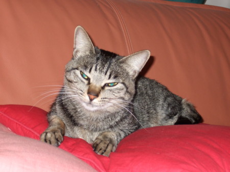 f:id:gonbey:20110220222033j:image