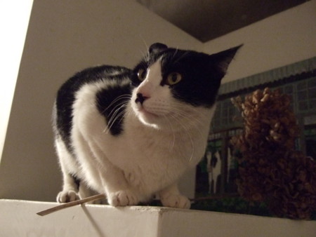 f:id:gonbey:20110505213948j:image:right
