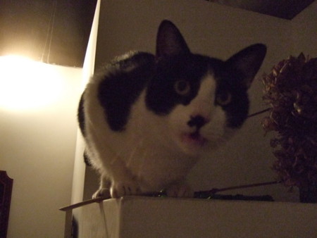 f:id:gonbey:20110505214026j:image:left