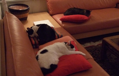 f:id:gonbey:20110515211433j:image