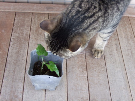 f:id:gonbey:20110612090559j:image f:id:gonbey:20110612090559j:image