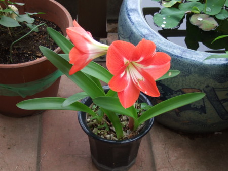 f:id:gonbey:20110612091212j:image f:id:gonbey:20110612091212j:image