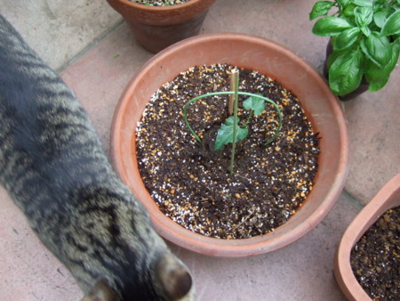 f:id:gonbey:20110612172448j:image