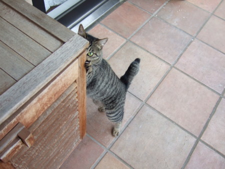 f:id:gonbey:20110616080130j:image