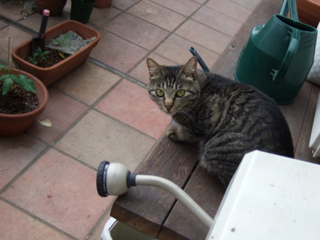 f:id:gonbey:20110619164913j:image