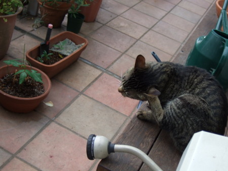 f:id:gonbey:20110619164916j:image