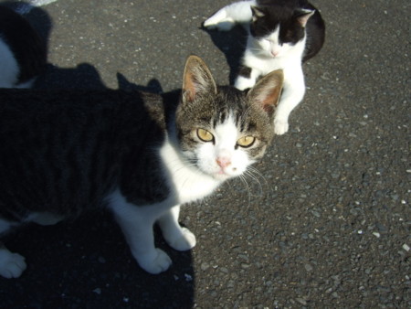 f:id:gonbey:20111109131711j:image