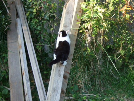 f:id:gonbey:20111109134035j:image