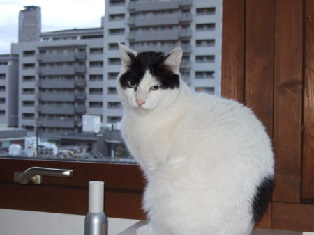 f:id:gonbey:20111121062852j:image