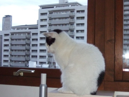 f:id:gonbey:20111121062911j:image