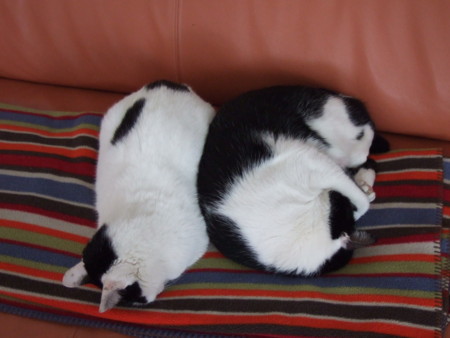f:id:gonbey:20120101134020j:image