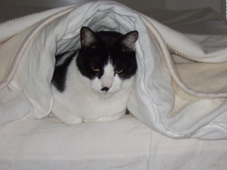 f:id:gonbey:20120112074211j:image