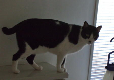 f:id:gonbey:20120113084426j:image