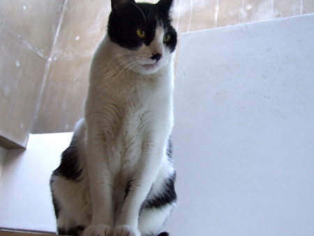 f:id:gonbey:20120131091857j:image
