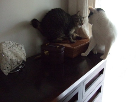 f:id:gonbey:20120213075459j:image