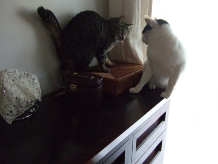 f:id:gonbey:20120213075502j:image