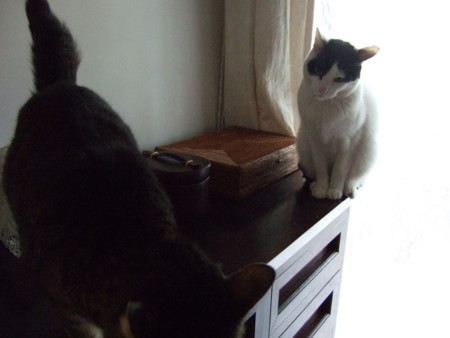 f:id:gonbey:20120213075511j:image
