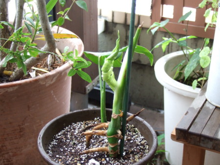 f:id:gonbey:20120605085644j:image