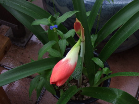 f:id:gonbey:20120618080321j:image