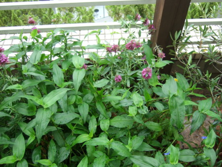 f:id:gonbey:20120618080412j:image