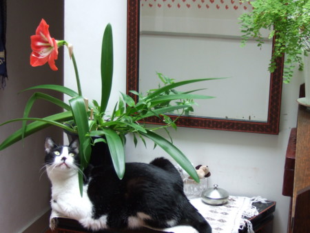 f:id:gonbey:20120620064350j:image