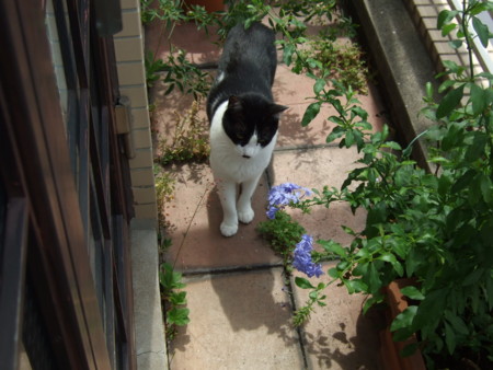 f:id:gonbey:20120628094702j:image