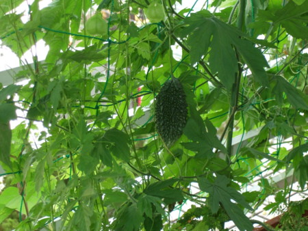 f:id:gonbey:20120723064723j:image