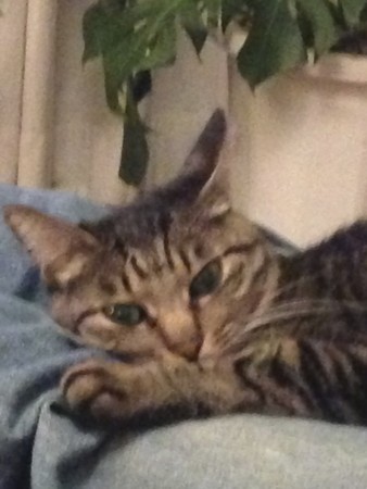 f:id:gonbey:20121128211957j:image