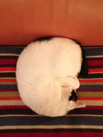 f:id:gonbey:20121202230334j:image