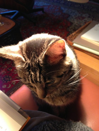 f:id:gonbey:20121208162613j:image
