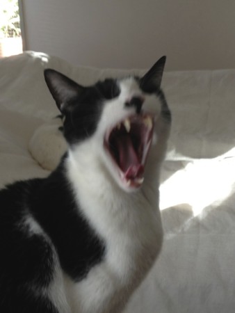 f:id:gonbey:20121210145429j:image