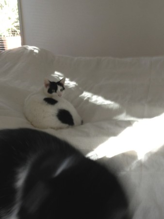 f:id:gonbey:20121210145436j:image