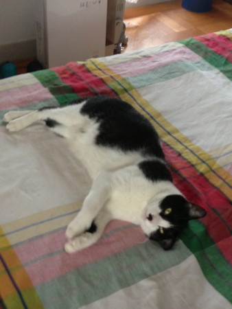 f:id:gonbey:20130711081632j:image