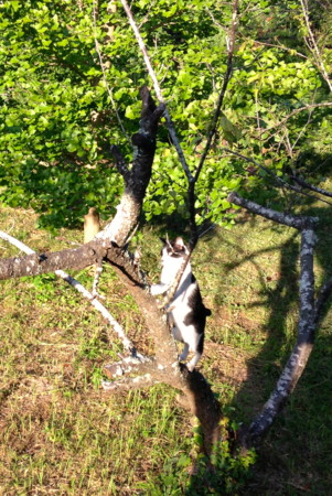 f:id:gonbey:20130817165520j:image